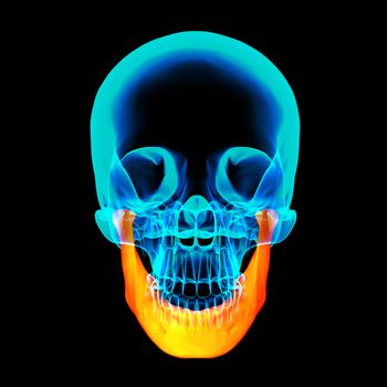 3d rendered illustration - jaw bone - front view