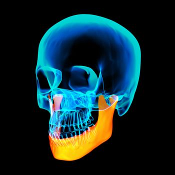 3d rendered illustration - jaw bone - side view