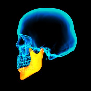 3d rendered illustration - jaw bone - side view