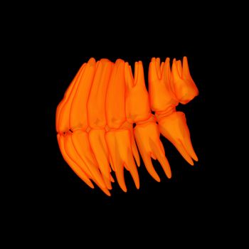 3d human orange teeth - side view