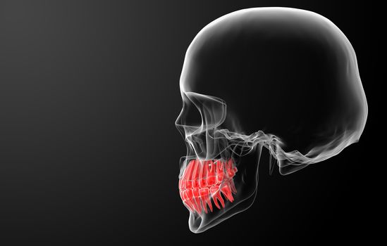 Skull with visible red teeth - side view