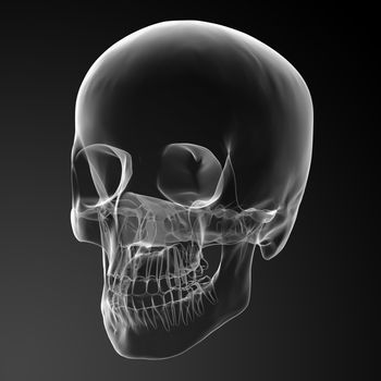 3d render skull on black background - side view