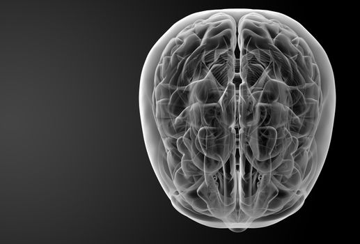 Human brain X ray - top view