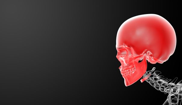 3d render skull on black background - side view