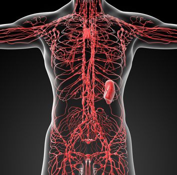 lymphatic system - front view