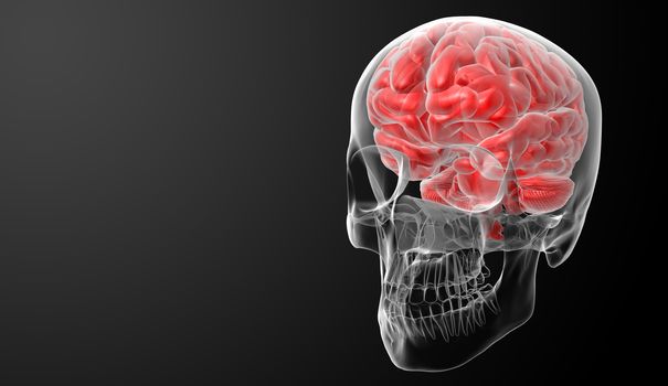 Human brain X ray - side view