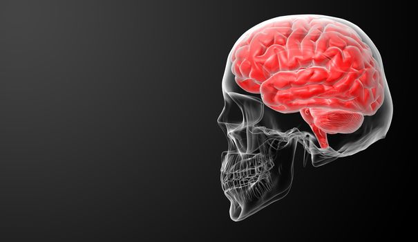 Human brain X ray - side view