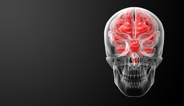 Human brain X ray - back view