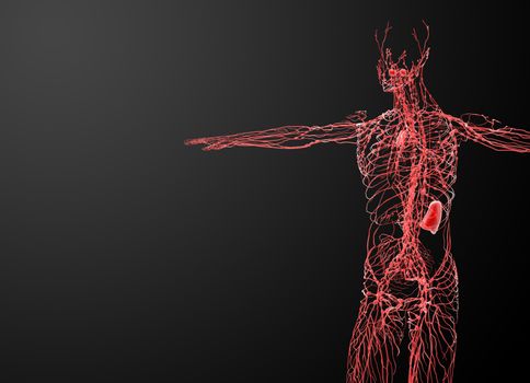 lymphatic system - side view