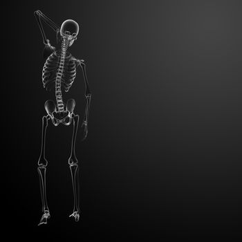 3d render Skeleton X-rays - back view