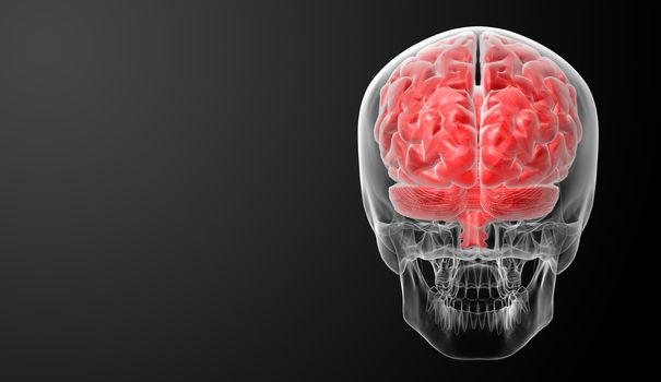 Human brain X ray - back view