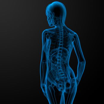 3d rendered illustration of the female anatomy - back view