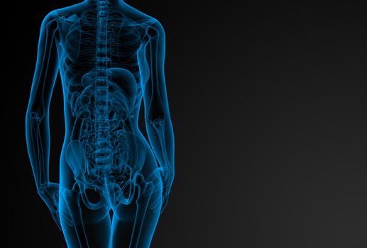 3d rendered illustration of the female anatomy - back view