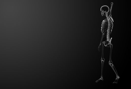 3d render Skeleton X-rays - side view