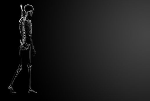 3d render Skeleton X-rays - side view