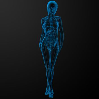 3d rendered illustration of the female anatomy - front view