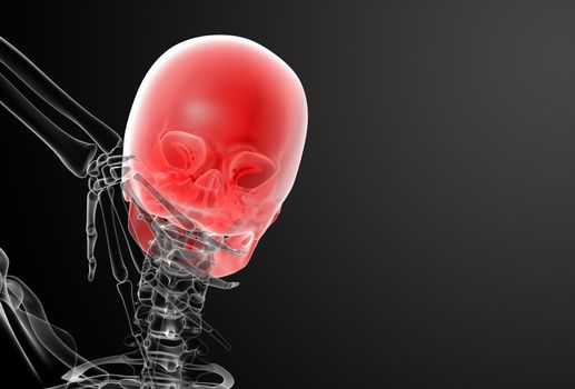 3d render skull X-rays - back view