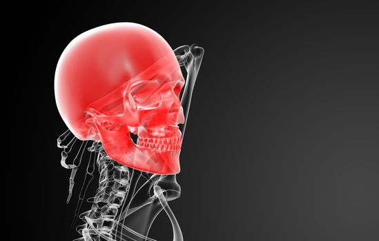 3d render skull X-rays - side view