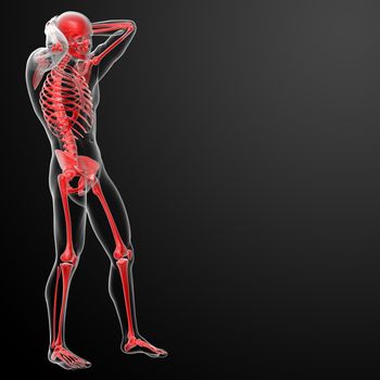 3d rendered red skeleton - side view