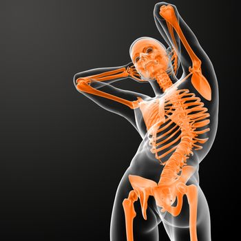 3d rendered skeleton - bottom view