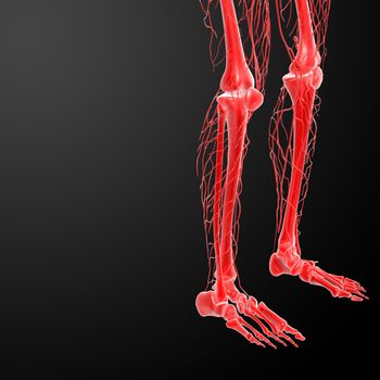 3d render lymphatic system visible leg