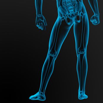 3d render illustration of the male anatomy - back view