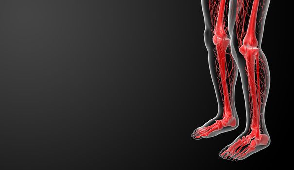 3d render lymphatic system - leg side view