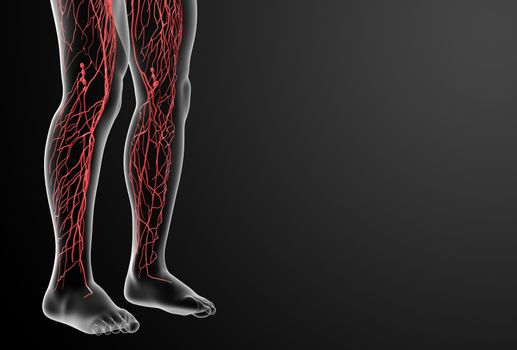 3d render lymphatic system - leg