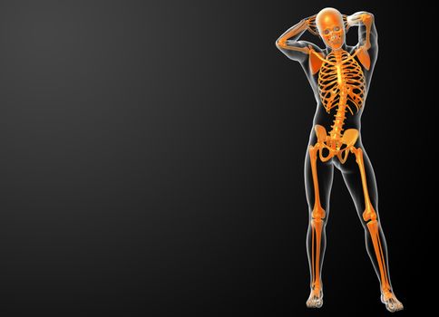 3d rendered orang skeleton - front view