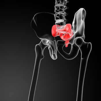 3d render illustration sacrum bone - front view