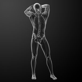 3d rendered skeleton - front view