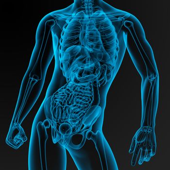 3d render illustration of the male anatomy - front view