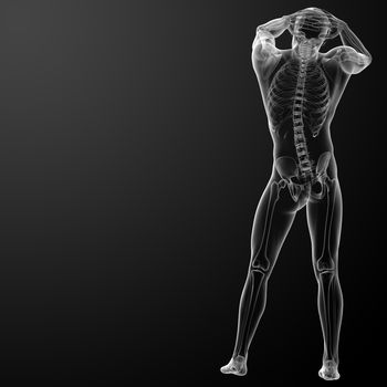 3d rendered skeleton - back view