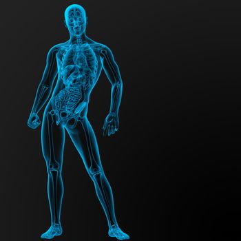 3d render illustration of the male anatomy - front view