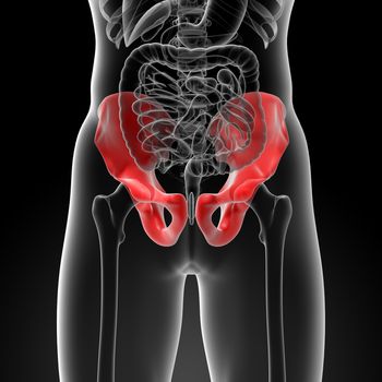 3d render illustration pelvis bone - front view