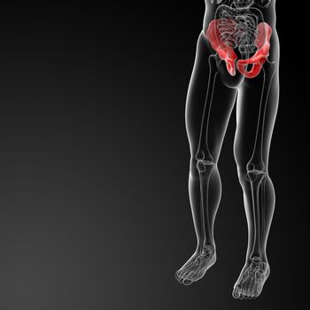 3d render illustration pelvis bone - side view