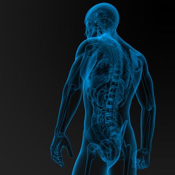 3d render illustration of the male anatomy back view