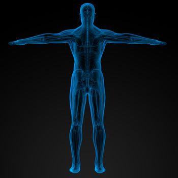 3d render illustration of the human anatomy - back view