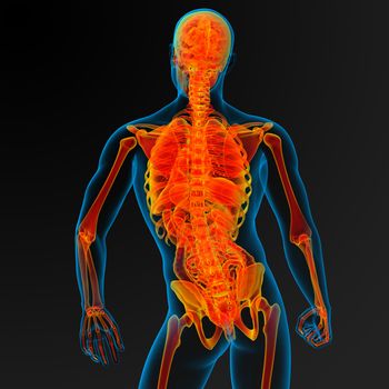 3d render illustration of the male anatomy - back view