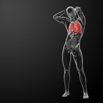 Human respiratory system in x-ray  - lungs front view