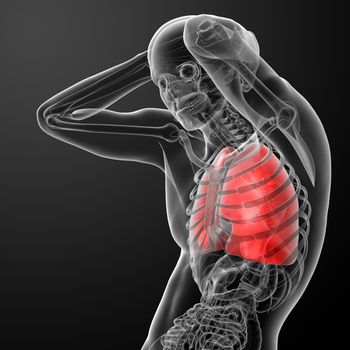 Human respiratory system in x-ray  - lungs side view