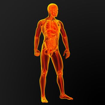 3d render illustration of the male anatomy - front view