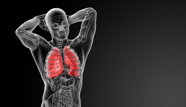 Human respiratory system in x-ray  - lungs front view