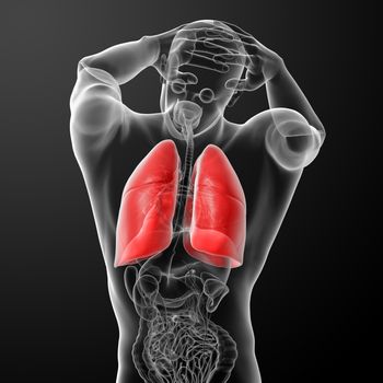 Human respiratory system in x-ray  - lungs back view