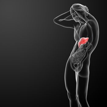 Human digestive system  - liver side view