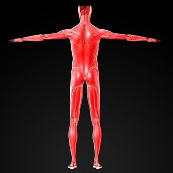 3d render illustration of the male muscle - back view