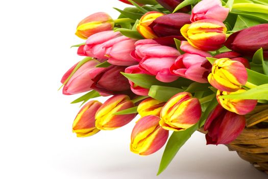 colourful tulips in a basket