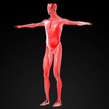 3d render illustration of the male muscles - side view