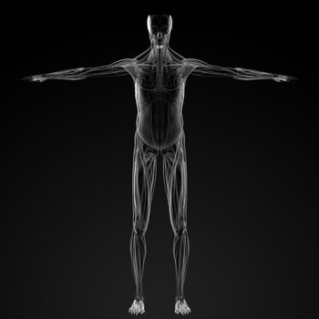 3d render illustration of the male muscle - front view