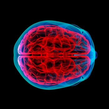 Human brain X ray - top view